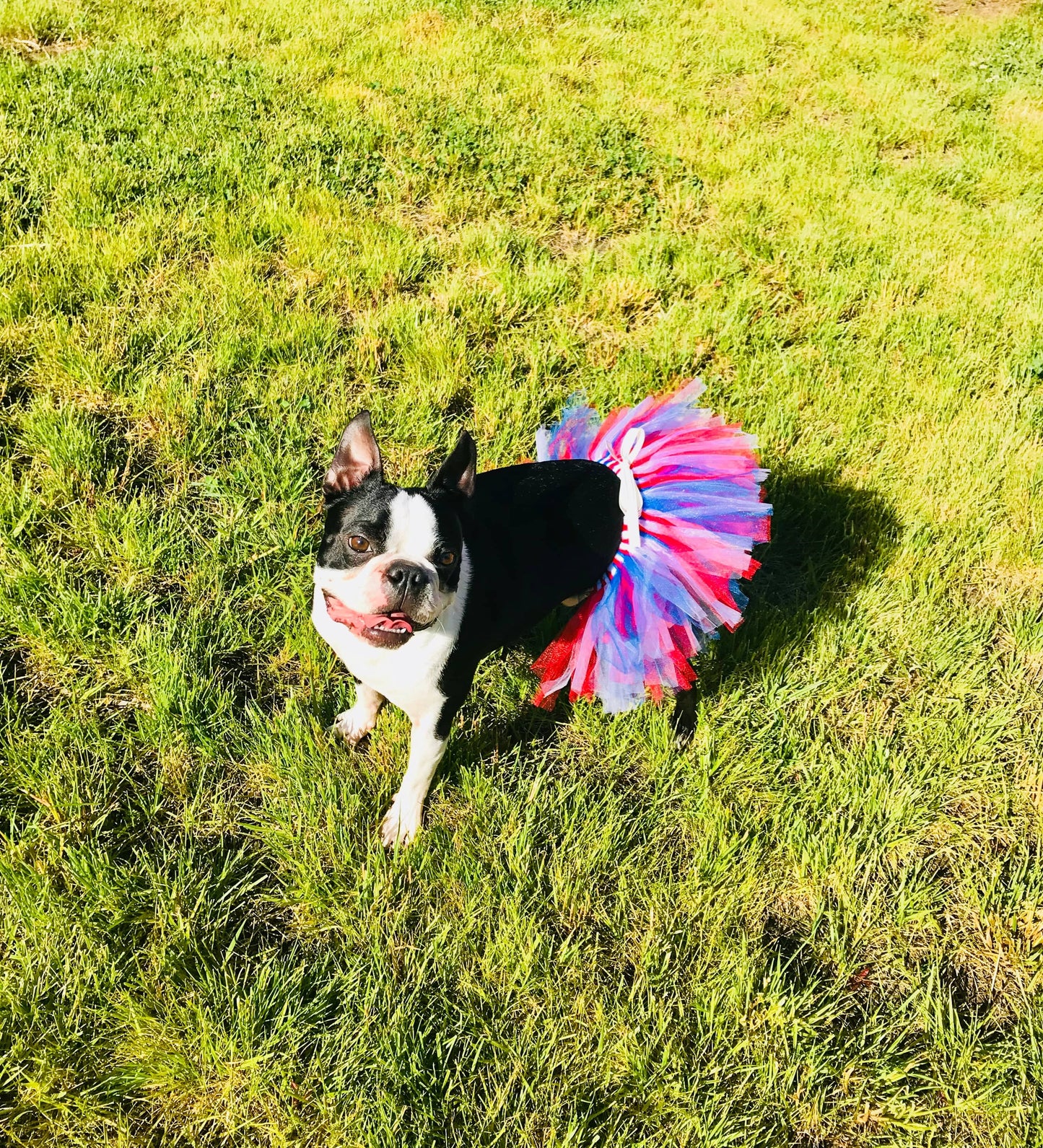 4th Of July Dog Tutu Skirt | XS-XXXL